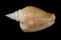 藏品(水晶鳳凰螺)的圖片